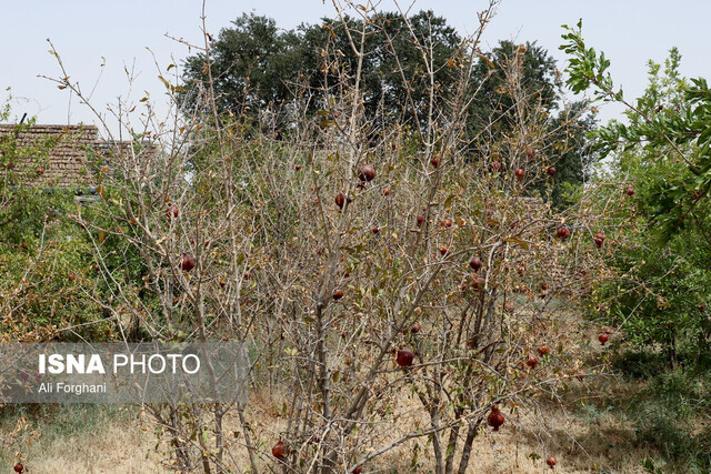 سرایت تشنگی "الغدیر" به باغات انار ساوه