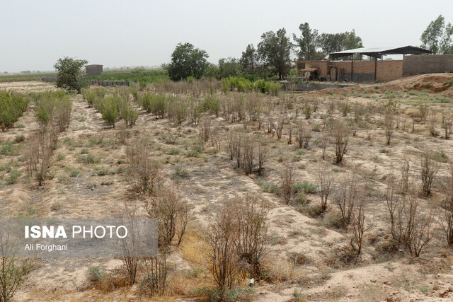 سرایت تشنگی "الغدیر" به باغات انار ساوه