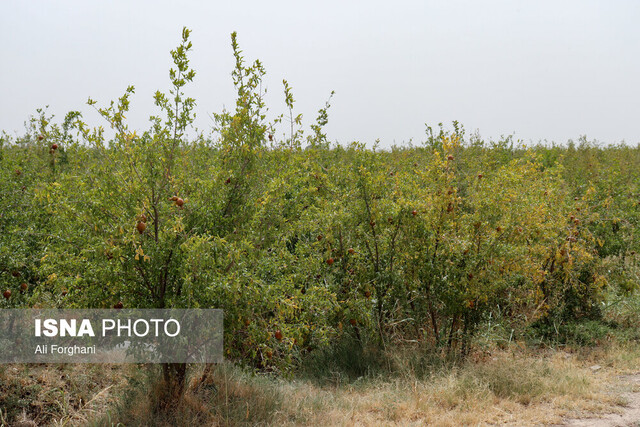 سرایت تشنگی "الغدیر" به باغات انار ساوه