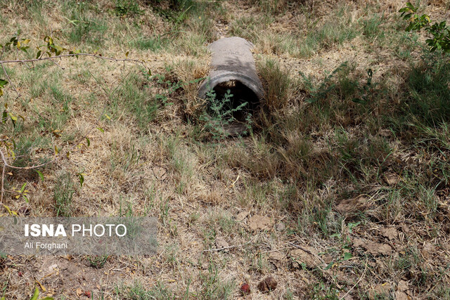 سرایت تشنگی "الغدیر" به باغات انار ساوه