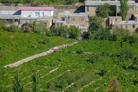 پخت شیره انگور در روستای هزاوه