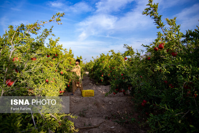 فصل برداشت رسید/ پایانه صادراتی انار ساوه در بلاتکلیفی ۱۰ ساله