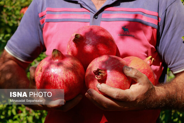 فصل برداشت رسید/ پایانه صادراتی انار ساوه در بلاتکلیفی ۱۰ ساله