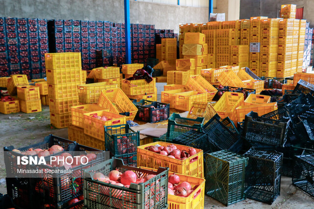 فصل برداشت رسید/ پایانه صادراتی انار ساوه در بلاتکلیفی ۱۰ ساله