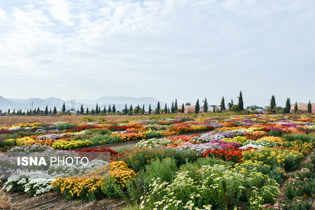 نمایشگاه گل داوودی محلات به یک برند تبدیل شده است/ بهنژادی هزار ژنوتیپ تاکنون