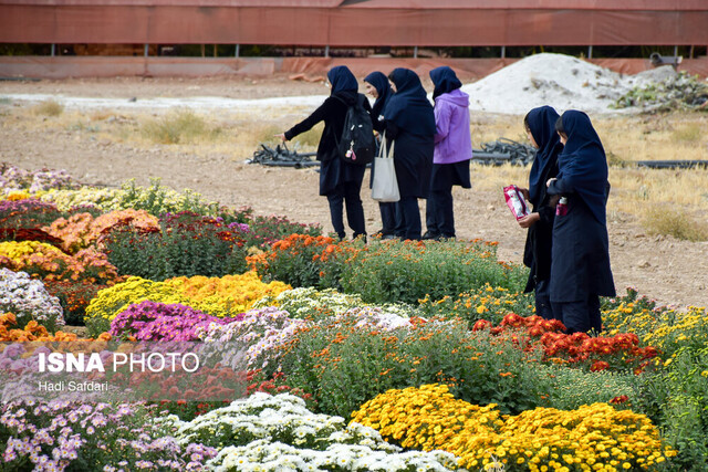 نمایشگاه گل داوودی محلات به یک برند تبدیل شده است/ بهنژادی هزار ژنوتیپ تاکنون