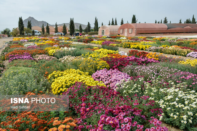نمایشگاه گل داوودی محلات به یک برند تبدیل شده است/ بهنژادی هزار ژنوتیپ تاکنون نمایشگاه گل داوودی محلات به یک برند تبدیل شده است/ بهنژادی هزار ژنوتیپ تاکنون