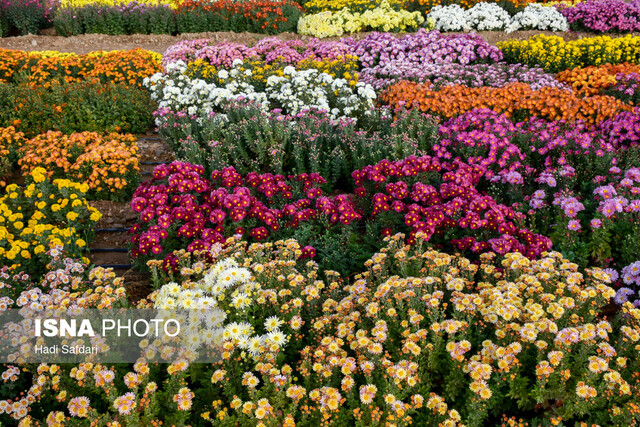 نمایشگاه گل داوودی محلات به یک برند تبدیل شده است/ بهنژادی هزار ژنوتیپ تاکنون