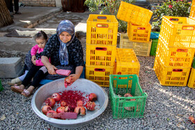 رب‌گیری انار - ساوه