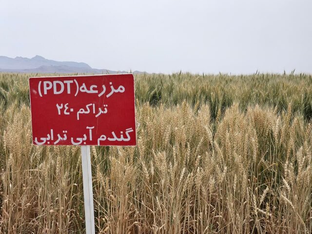 وقتی کشاورزان پیشرو به یاری دیمزارها می‌آیند