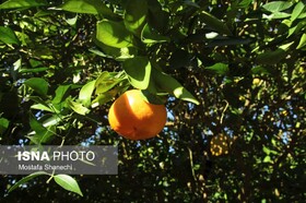 ردیابی مگس میوه مدیترانه ای در ۶۸۰۰ هکتار از باغ های ساری