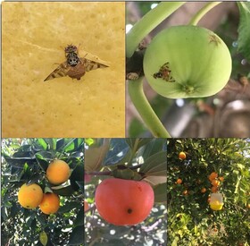 شناسایی و ردیابی مگس میوه مدیترانه‌ای در ۳۸۰ هکتار از باغات محمودآباد