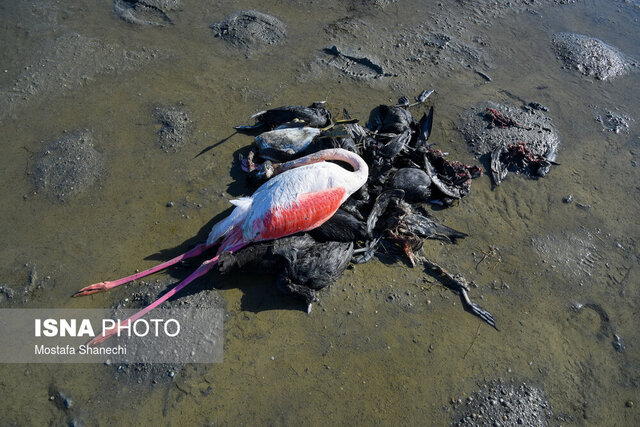 مرگ هزاران پرنده مهاجر در میانکاله در مازندران
