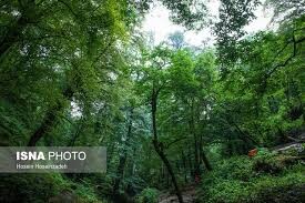 موزه طبیعی شمال به یغما رفته است