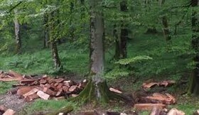 کشف 3 تن چوب جنگلی قاچاق در میاندورود 