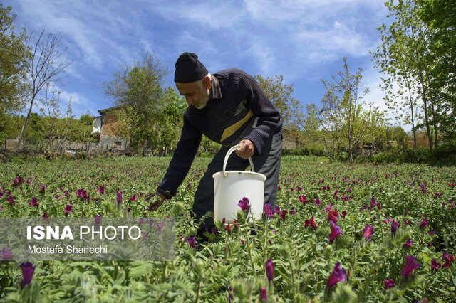 برداشت گیاهان دارویی در منطقه هزار جریب مازندران