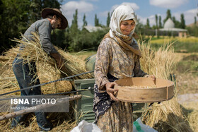 اجرای طرح تحقیقاتی تراکم کشت گندم در ۸ هکتار از مزارع ساری