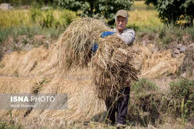 برداشت برنج در ۶۷ هزار هکتار از شالیزارهای مازندران