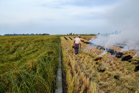 کشاورزی مشغول آتش زدن ساقههای باقی مانده شالی بعد از درو کردن. این روش آماده سازی زمین برای کشت دوم در زمانی که مزرعه کناری آن درو نشده ممنوع است.
