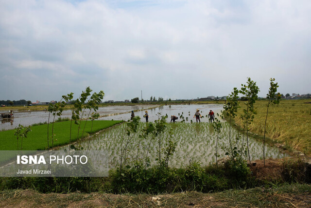عکس تزیینی است درآمد ۷۵۰ میلیاردی با آبیاری تناوبی برنج