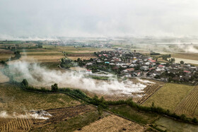 سوزاندن کاه و کلش مزارع برنج