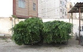 کشف گونه گیاهی جنگلی قاچاق در سوادکوه 