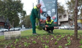 تولید و تکثیر انواع گل‌های فصلی باهدف خودکفایی و کاهش هزینه‌ها