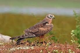 کشف پرنده شکاری کمیاب در بهشهر