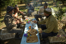 برداشت مرکبات در مازندران