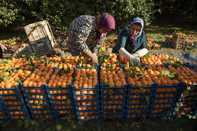 برداشت مرکبات در مازندران