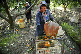 برداشت مرکبات در مازندران