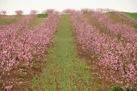 طبیعت بهاری منطقه میاندرود روستای جامخانه