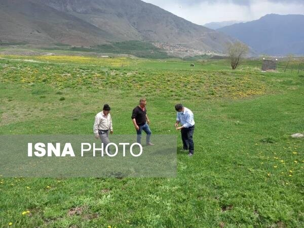 کانون یابی ملخ در ۱۵۰۰ هکتار اراضی کوهستانی آمل