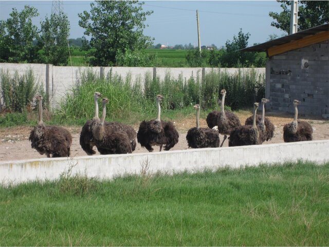 تولید سالانه ۱۴ تن گوشت شترمرغ در آمل