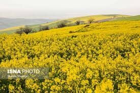 کشت ۴۳ هکتاری کلزا در بابلسر