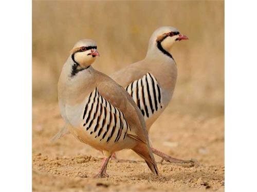 پرورش ۲۰ هزار قطعه کبک در آمل