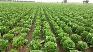 تولید بیش از ۶ هزار تن کاهو در بابل