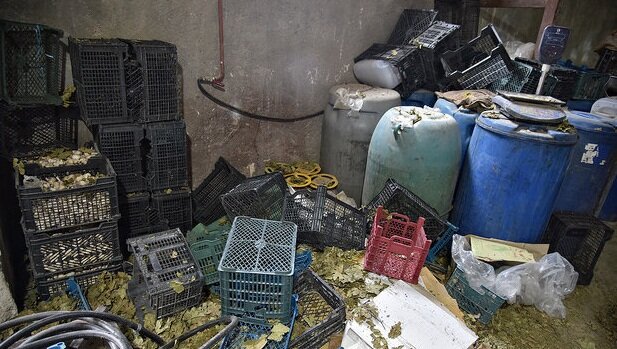 عکس تزیینی کشف ۳ کارگاه خانگی ساخت مشروبات الکلی در شهرستان گلوگاه