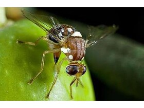 زنگ خطر کنترل آفت مگس میوه مدیترانه‌ای در مازندران