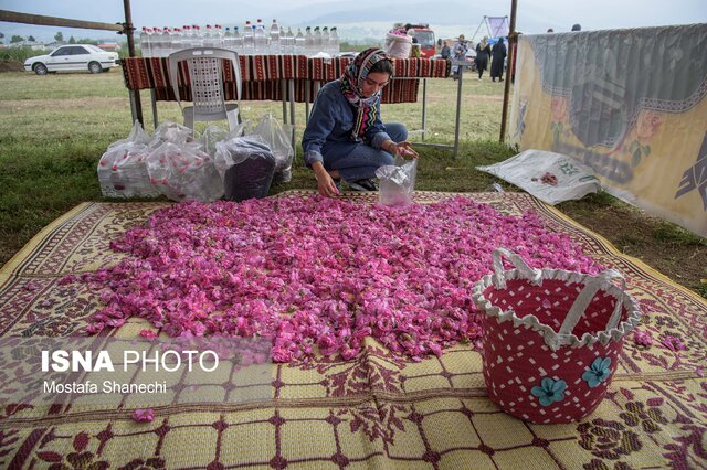 پنجمین جشنواره گلمحمدی و گیاهان دارویی در دودانگه ساری