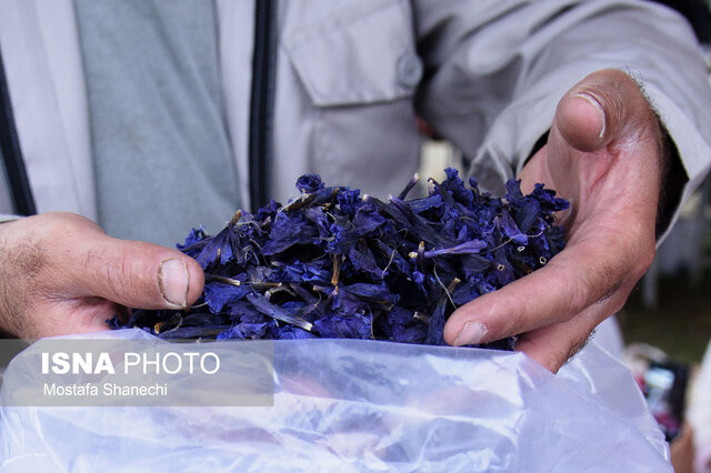 پنجمین جشنواره گلمحمدی و گیاهان دارویی در دودانگه ساری