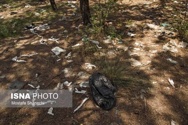 جنگل کاج «زاغمرز» بهشهر غرق در زباله