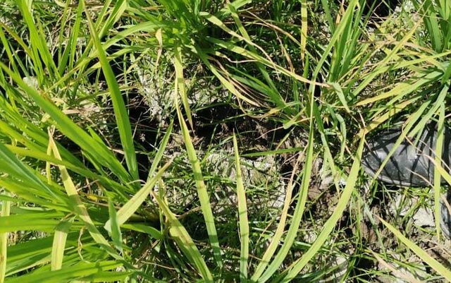 تازیانه خشکسالی بر تن روستاهای جنوبی بابل در سایه غفلت مسئولان