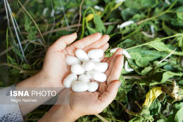 پیشبینی تولید ۱۱۰ تن پیلۀ تر کرم ابریشم در مازندران
