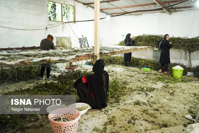 ضرورت ورود سرمایهگذار بخش خصوصی به صنعت نوغانداری بابل