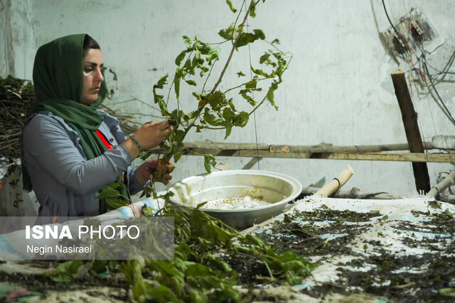 ضرورت ورود سرمایهگذار بخش خصوصی به صنعت نوغانداری بابل