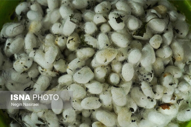 ضرورت ورود سرمایهگذار بخش خصوصی به صنعت نوغانداری بابل