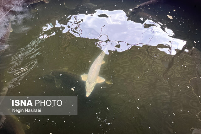 رونق صنعت شیلاتی در بابل/ کارآفرینان نیازمند حمایت مسئولان هستند