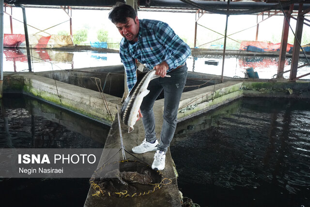 نقش مؤثر پرورش ماهی در ارتقای امنیت غذایی