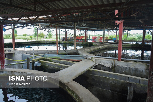 عکس تزئینی است تولید بیش از ۷ هزار تن انواع آبزیان در واحدهای پرورش ماهی زنجان